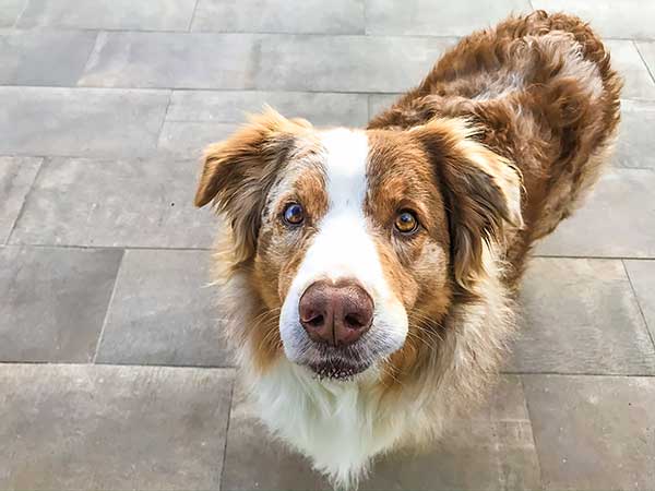 Heart Disease in Dogs and How It Can Affect Your Aussie - Photo: Red merle Australian Shepherd standing on slate floor.