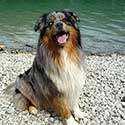 Blue merle Australian Shepherd, Jackson, at Walchensee Lake.