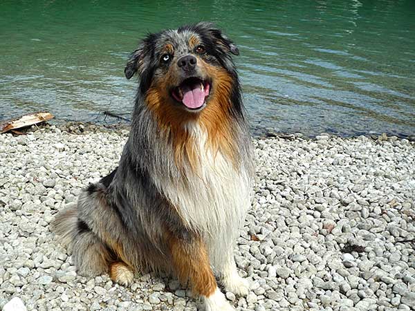 Blue merle Australian Shepherd, Jackson, at Walchensee Lake.