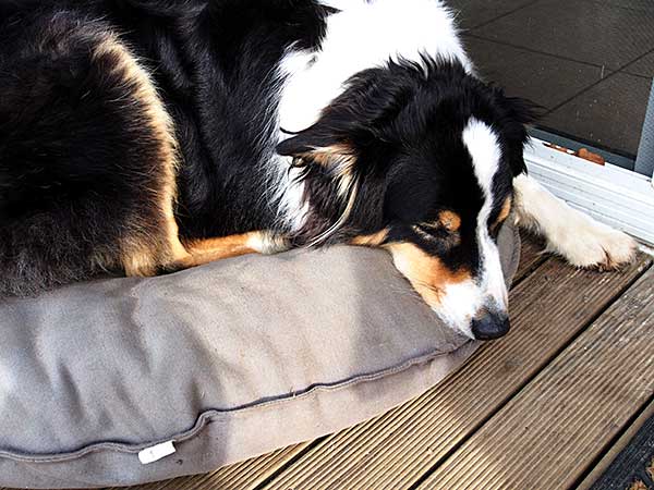 Consider Heating Pads for Dogs When the Weather Gets Cold  - Photo: Sleeping Australian Shepherd taking a rest on a dog bed.