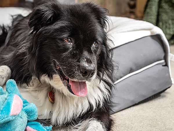 Consider Heating Pads for Dogs When the Weather Gets Cold  - Photo: Portrait of a happy old dog on her bed with a blue plush toy.