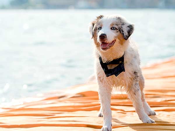 Australian Shepherd puppy standing on beach.