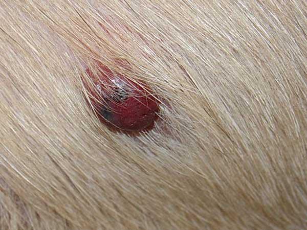 How Does Hemangiosarcoma In Dogs Affect Your Australian Shepherd