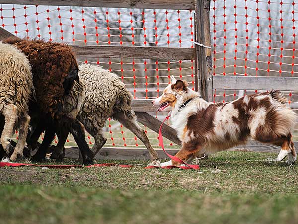How to Handle a High Energy Dog Like an Australian Shepherd - Photo: Red merle Australian Shepherd herding sheep.