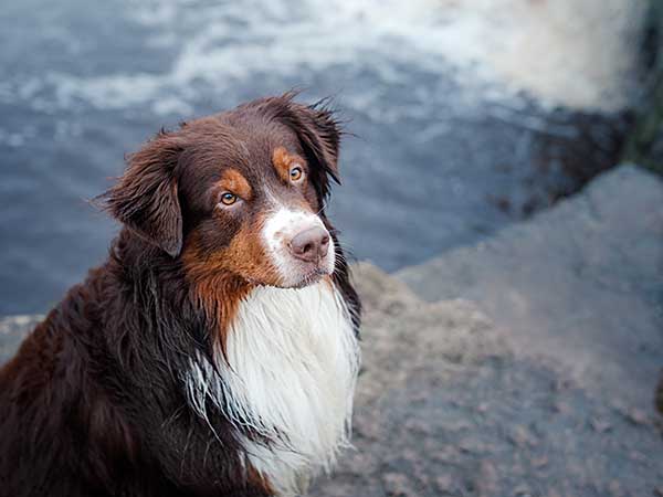 Australian Shepherd with river in background.