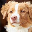 Red Australian Shepherd Houston.