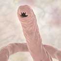 3D illustration showing the head of a parasitic hookworm.