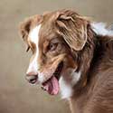 Red merle Australian Shepherd with tongue hanging out.