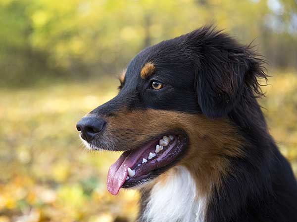 Australian Shepherd in field with trees.