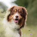 Red tri Australian Shepherd in alpine meadow.