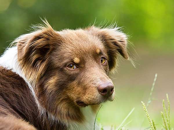 Red Australian Shepherd at park.