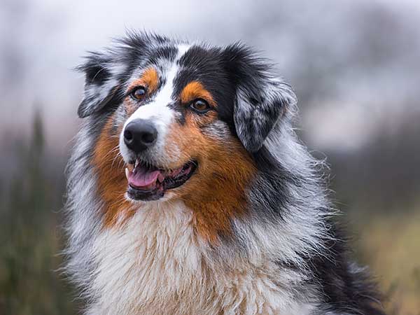 Idiopathic Head Tremors in Dogs Can Be Mistaken for Epilepsy - Photo: Blue merle Australian Shepherd outdoors on overcast day.