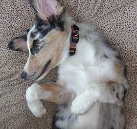 Australian Shepherd, Weasel, relaxing on dog bed.
