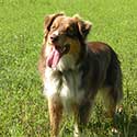 Red tri Australian Shepherd, Jackson, standing in field.