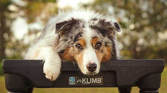 Australian Shepherd laying on KLIMB platform.