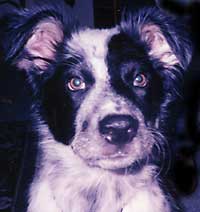 Australian Shepherd