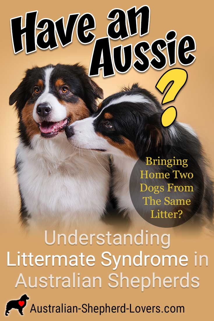 Understanding Littermate Syndrome In Australian Shepherds