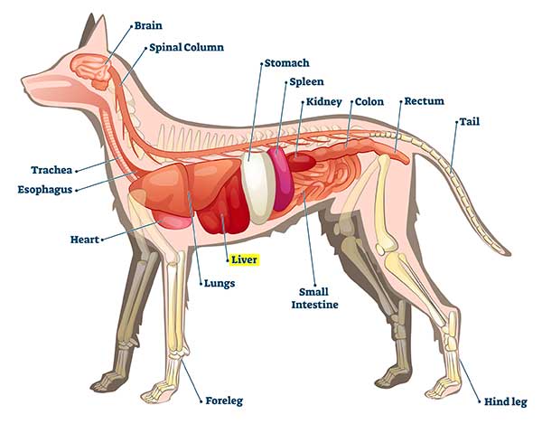 The Liver Disease Symptoms in Dogs You Need to Watch For - Photo: Illustration of the anatomy of a dog.