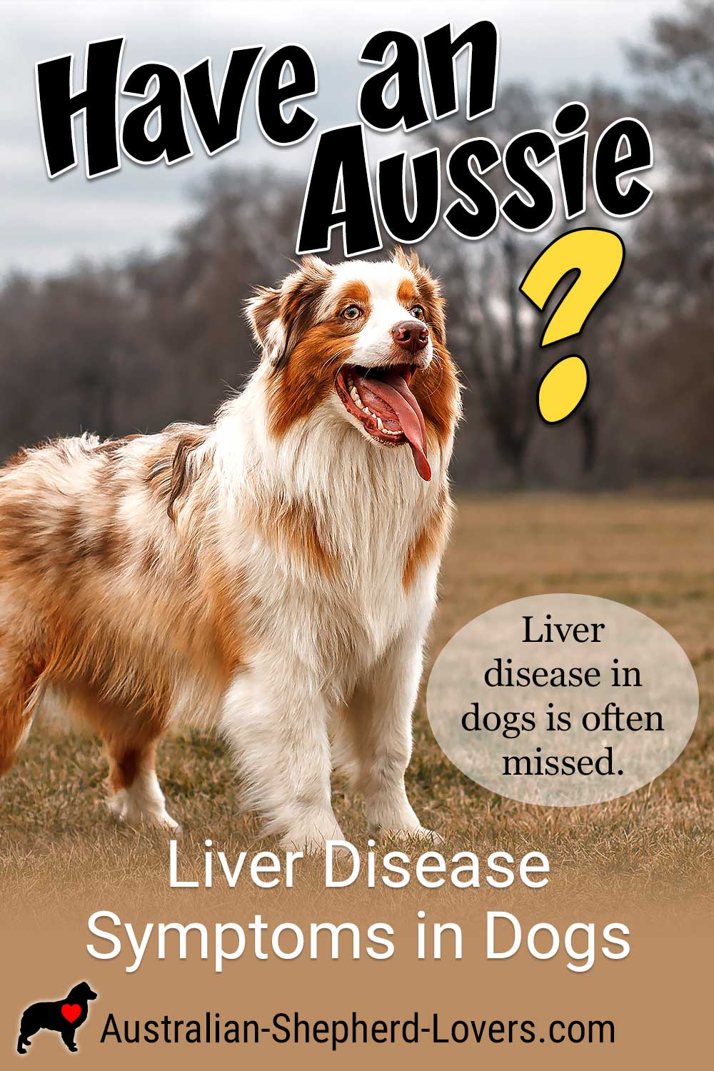 Liver disease symptoms in dogs can be a real challenge since they can be similar to those of other illnesses. As a result, liver disease in dogs is often missed until it has reached an advanced stage. #australianshepherd #aussie #dogs #doghealth #aussielovers