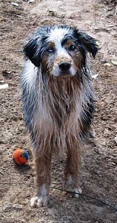 Wet Australian Shepherd, Sundance, after a swim.