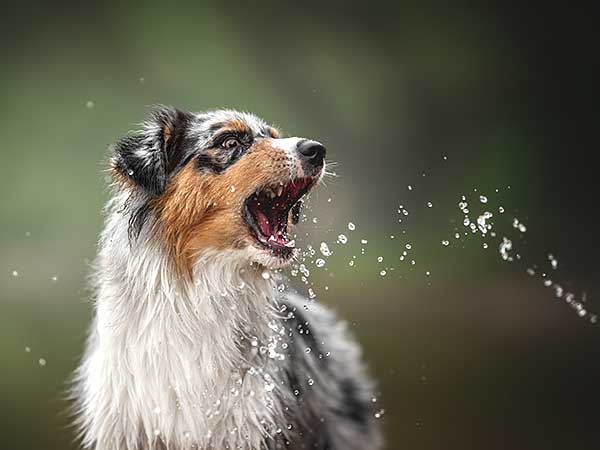 Don't Overlook Lung Disease in Dogs—Spot the Signs - Photo: Blue merle Australian Shepherd catching splashes of water.