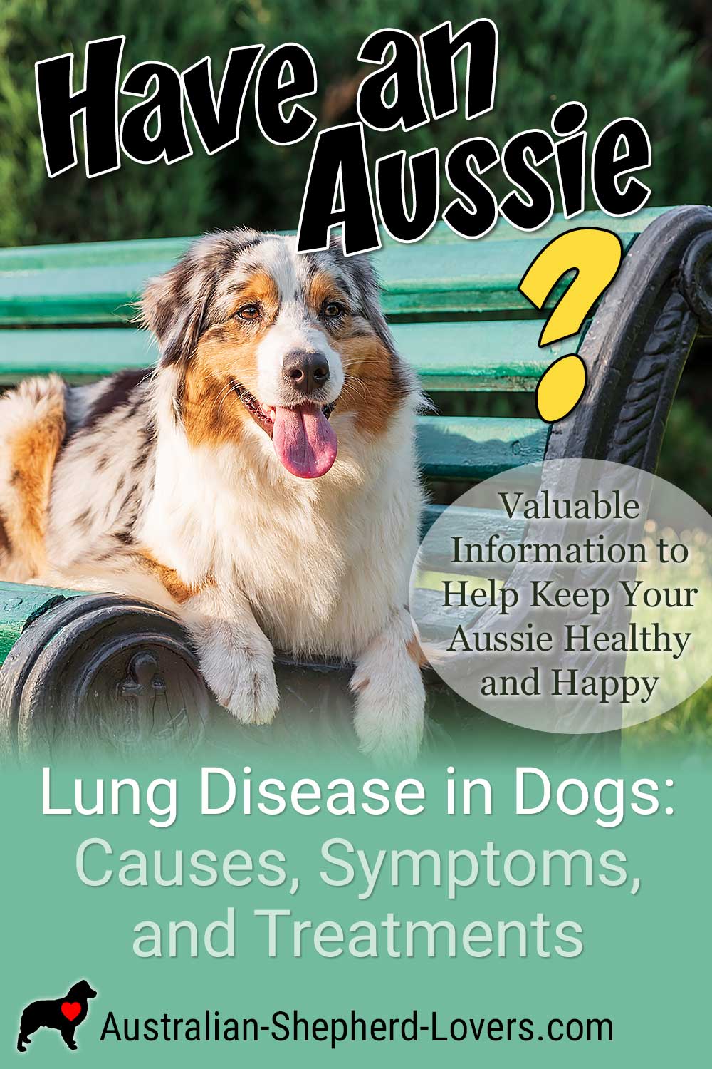 Is your dog struggling to breathe? Learn about signs and symptoms of lung disease in dogs, treatments and how to maintain your Aussie's respiratory health. #australianshepherd #aussie #dogs #doghealth #aussielovers