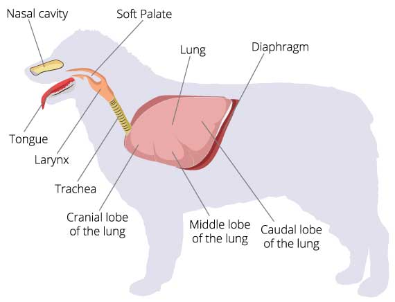 Illustration of canine respiratory system.