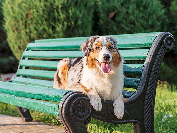 Don't Overlook Lung Disease in Dogs—Spot the Signs - Photo: Blue merle Australian Shepherd sitting on green park bench.