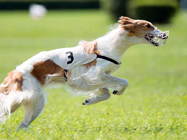 Dog running in lure coursing competition.