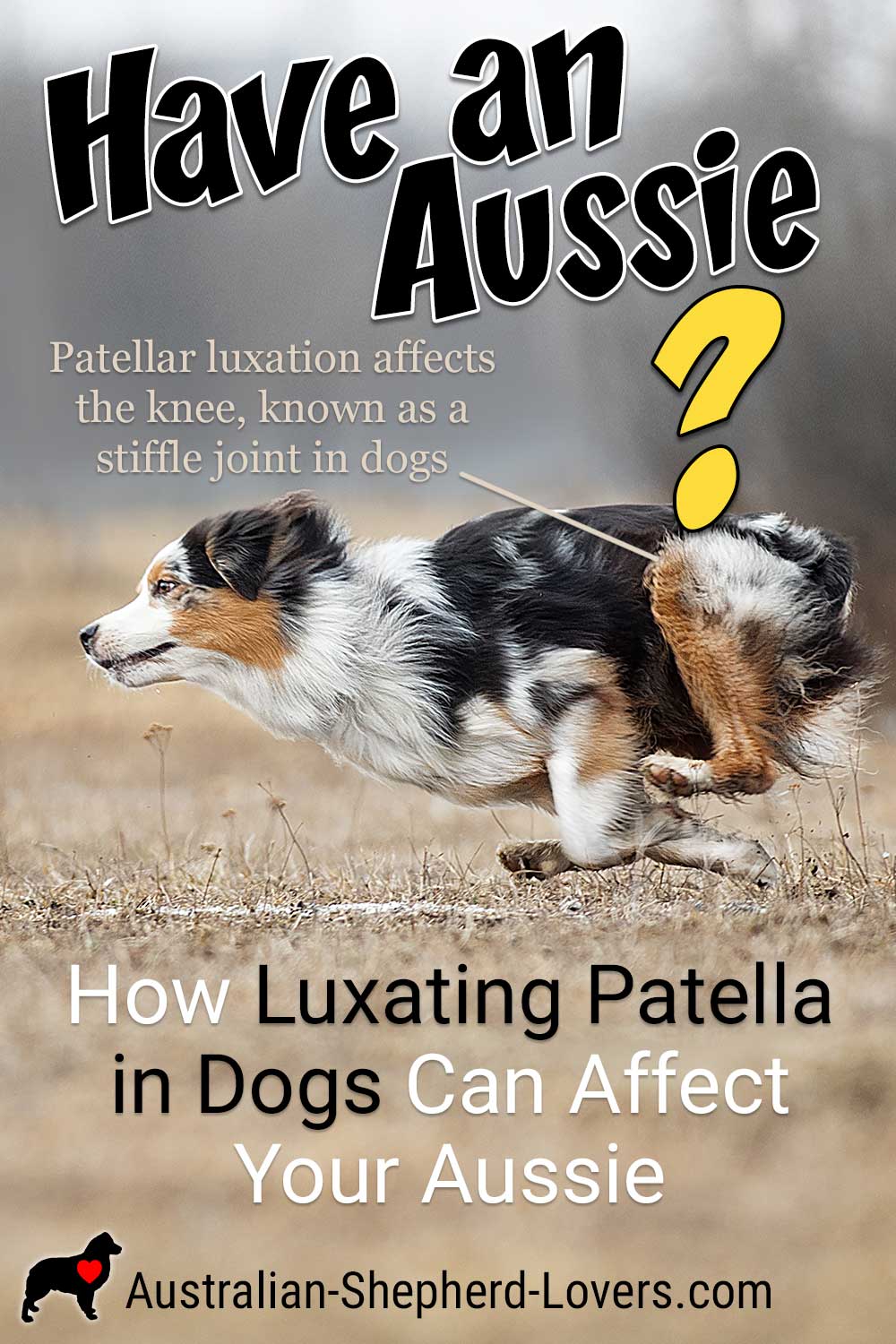 Luxating patella in dogs is a common occurrence and, fortunately, can often be easily treated. It's important to understand the condition and the steps you can take to treat patellar luxation in dogs. #australianshepherd #aussie #dogs #doghealth #aussielovers