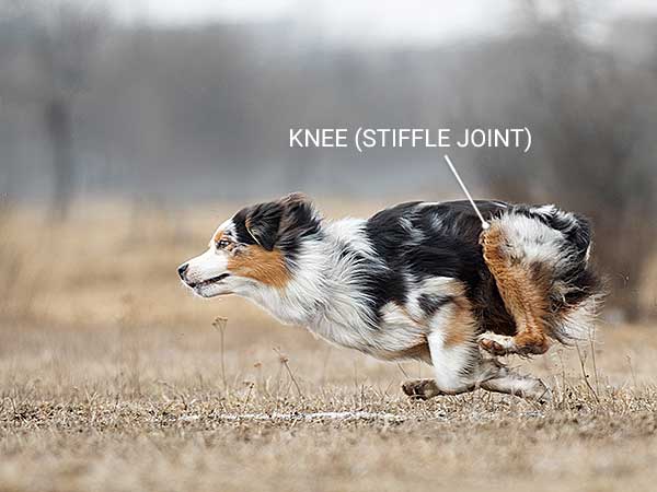 How Luxating Patella in Dogs Can Affect Your Aussie - Photo: Australian Shepherd running in the park.