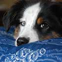 Australian Shepherd puppy laying on bed with blue cover.
