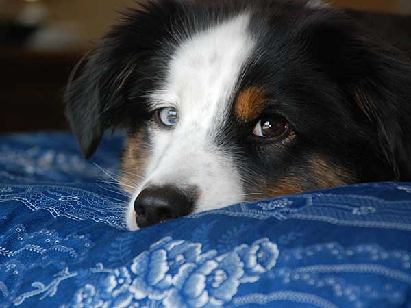 Memory Foam Dog Bed Pros and Conse - Photo: Australian Shepherd puppy laying on bed with blue cover.