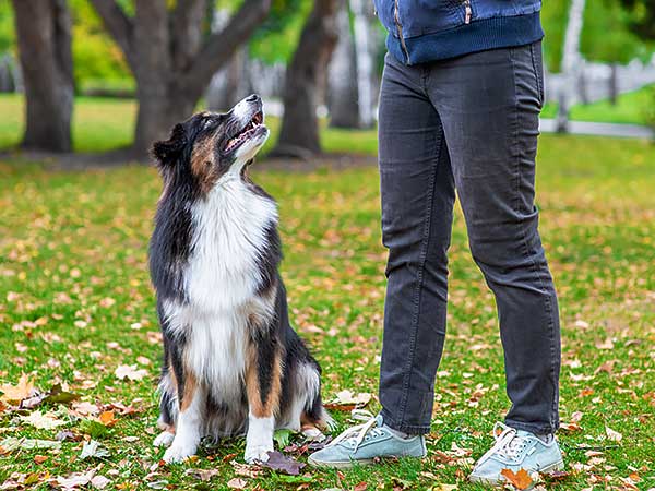 Methods of Dog Training: Finding What Works Best for You - Photo: Australian Shepherd at park in fall wth owner.