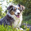 Miniature Australian Shepherd outdoors.