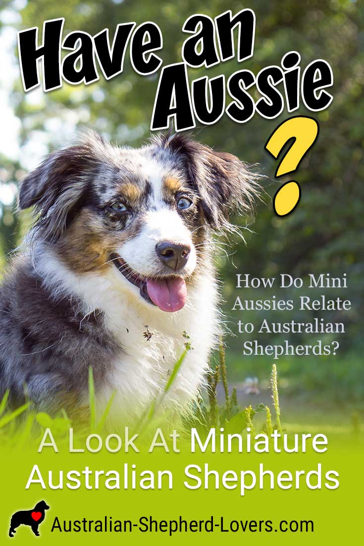 Breed Guide: Miniature Australian Shepherd