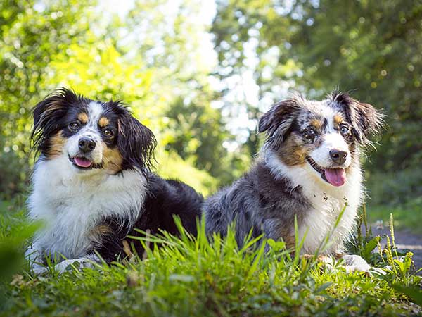 A Look At Mini Australian Shepherds And How They Relate To Aussies