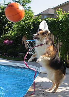 Miniature Australian Shepherd Keira