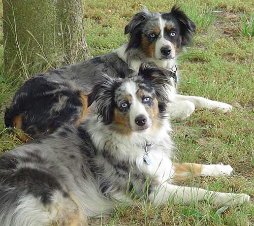 About the Australian Shepherd