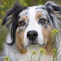 Blue merle Australian Shepherd in field of yellow flowers.