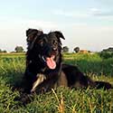 Black Australian Shepherd, Loki, enjoying the evening sun.