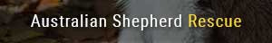 Australian Shepherd Rescue