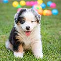 Australian Shepherd puppy on grass.