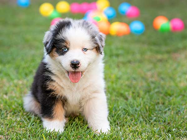 aussie shepherd puppies