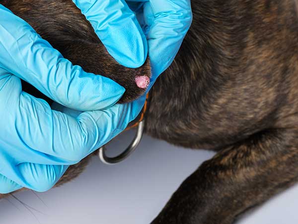 Canine Oral Papilloma Virus In Dogs: What You Need to Know - Photo: Dog with papilloma on ear.