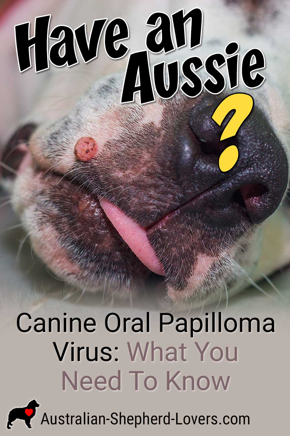 Oral papilloma virus in dogs is quite common and fortunately, for the most part, not a serious condition. That doesn't mean that you should take it lightly, however, since it can be very contagious among dogs. In order to keep one step ahead of this bothersome condition it's important to recognize its signs and symptoms and take the proper action to control it. #australianshepherd #aussie #dogs #doghealth #aussielovers