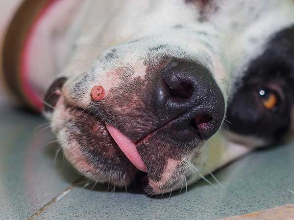 Canine Oral Papilloma Virus In Dogs: What You Need to Know - Photo: English Pointer mix with oral papilloma on lip.
