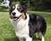 Preview  Australian Shepherd