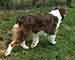 Preview  Australian Shepherd