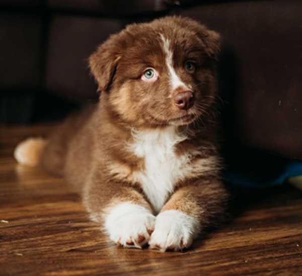 Australian Shepherd Breeders Texas